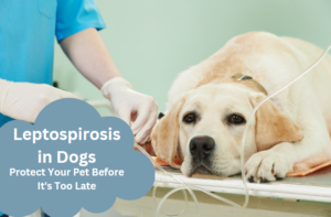 "Dog lying on a table, undergoing examination by a veterinarian."