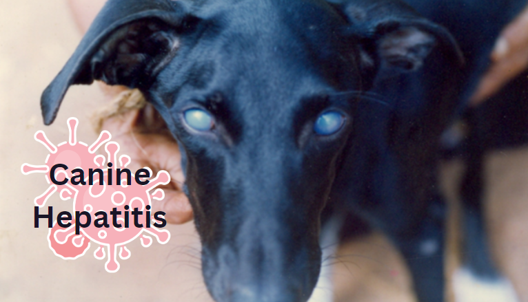 "A person holding a black dog with blue eyes infected with Canine Hepatitis."