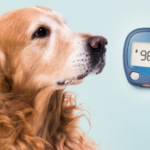 "Dog looking at a blood sugar meter."