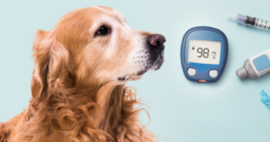 "Dog looking at a blood sugar meter."