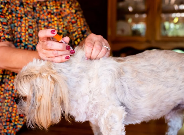 "A woman giving insulin to her dog."