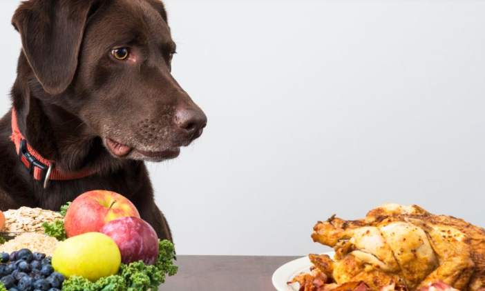 "A diabetic dog looking at a plate of chicken and a plate of vegetables."