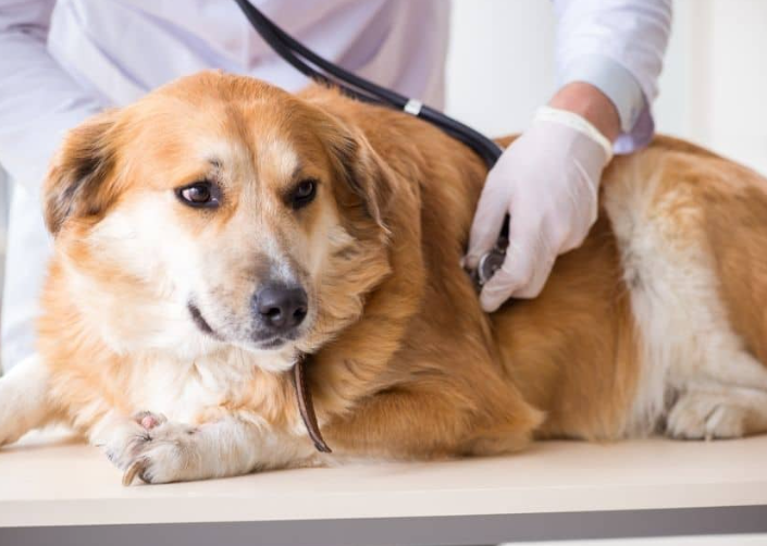 "A dog lying on a table while a doctor examines it with a stethoscope."