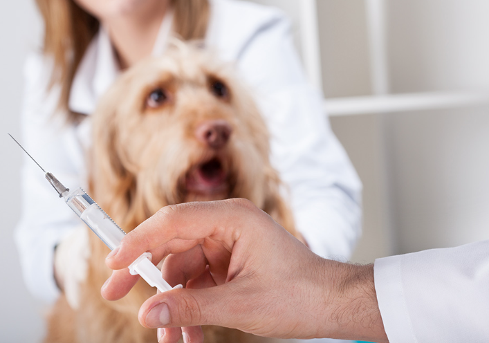 "Doctor's hand holding an injection with another doctor holding a dog in the background."