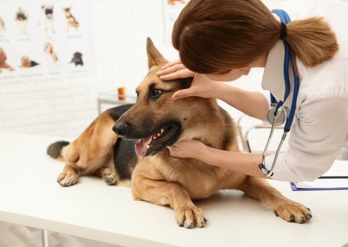 "A woman with a stethoscope touching a dog's head while examining him."