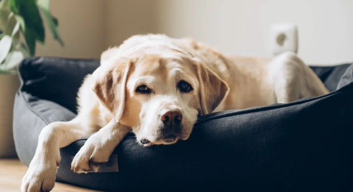 "Dog lying on a couch, affected by arthritis."