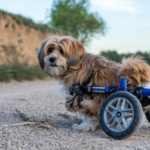 "Dog in a wheelchair suffering from arthritis."