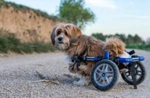 "Dog in a wheelchair suffering from arthritis."