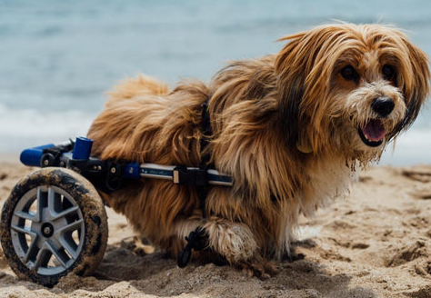 "Dog in a wheelchair on a beach."