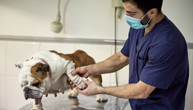 "Man wearing a mask, massaging a dog's leg for arthritis treatment."