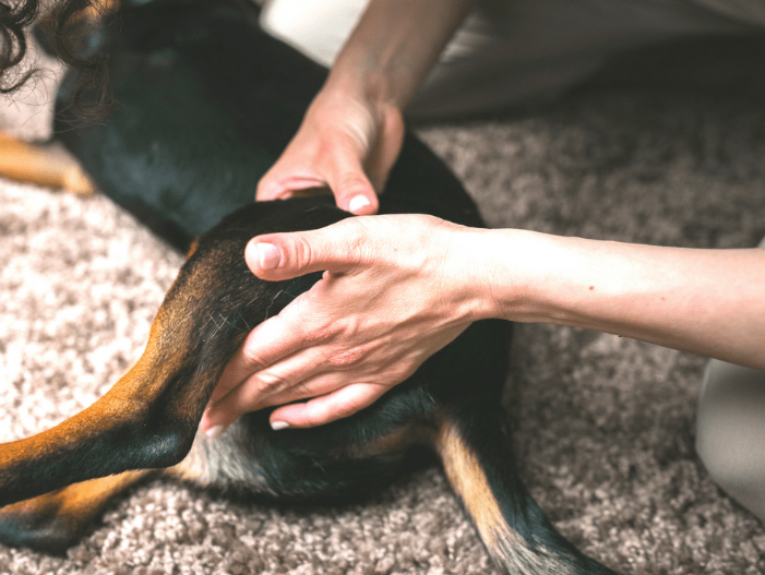 "A man massaging his dog's leg, which is suffering from arthritis."