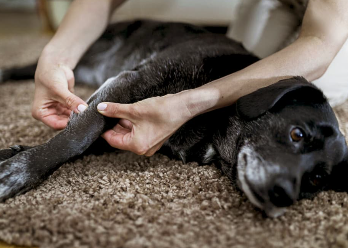 "A man massaging his dog's leg, which is suffering from arthritis."